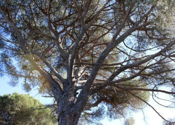 parco - Casa semi indipendente Via Carmignanese
 
401, Vinci - foto 57