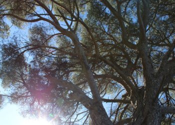 parco - Casa semi indipendente Via Carmignanese
 
401, Vinci - foto 58