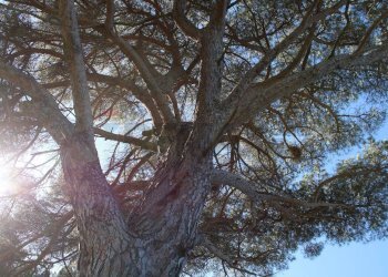 Non correlato - Casa semi indipendente Via Carmignanese
 
401, Vinci - foto 60