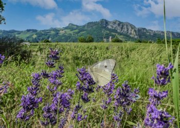 Vista delle montagne - Rustico VIA VALLETTA
 
28, Brisighella - foto 27