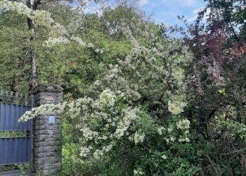 Giardino - Casa indipendente Magione - foto 2