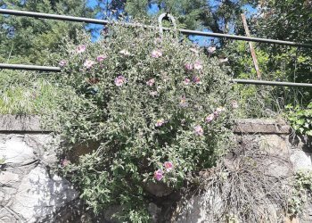 Giardino - Casa indipendente Magione - foto 10