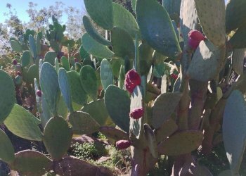 Non correlato - Villa VIA DELLE TERRE COTTE RAGALNA, Ragalna - foto 4