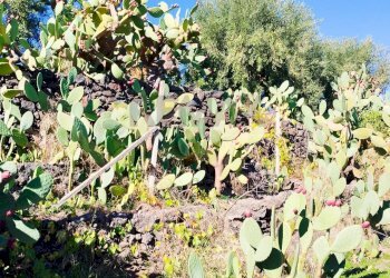 Giardino - Villa VIA DELLE TERRE COTTE RAGALNA, Ragalna - foto 25