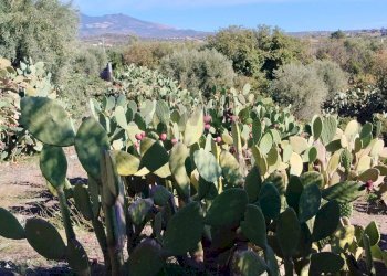 Non correlato - Villa VIA DELLE TERRE COTTE RAGALNA, Ragalna - foto 32