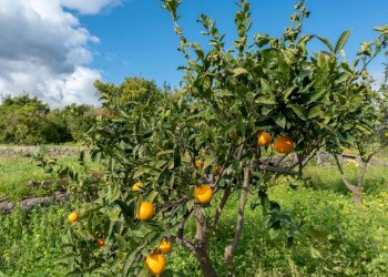 Giardino - Rustico via Dei Savochelli
 
snc, Mascali - foto 31
