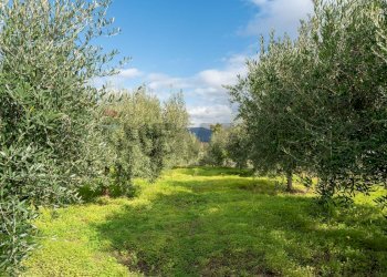 Giardino - Rustico via Dei Savochelli
 
snc, Mascali - foto 33