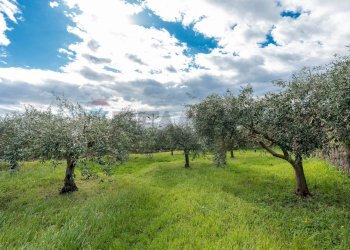 Giardino - Rustico via Dei Savochelli
 
snc, Mascali - foto 36