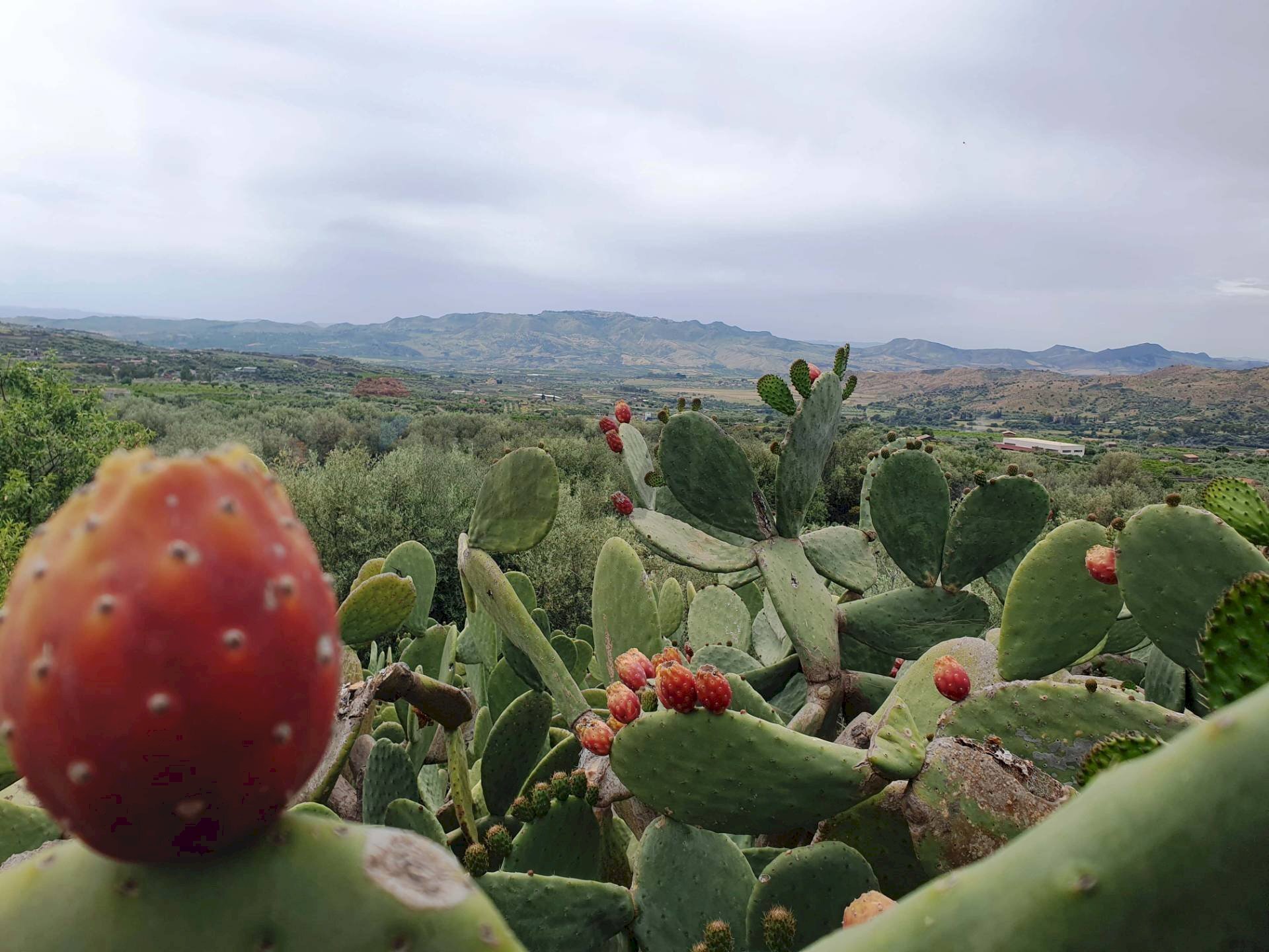 Giardino - Terreno agricolo Contrada Pernicotto, Adrano - foto 2