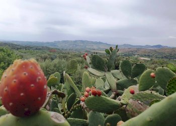 Giardino - Terreno agricolo Contrada Pernicotto, Adrano - foto 2