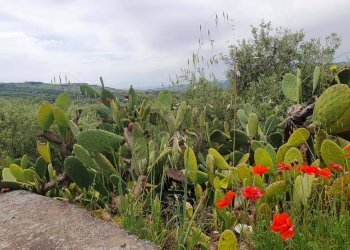 Giardino - Terreno agricolo Contrada Pernicotto, Adrano - foto 4