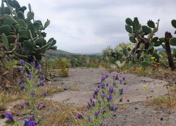 Giardino - Terreno agricolo Contrada Pernicotto, Adrano - foto 10