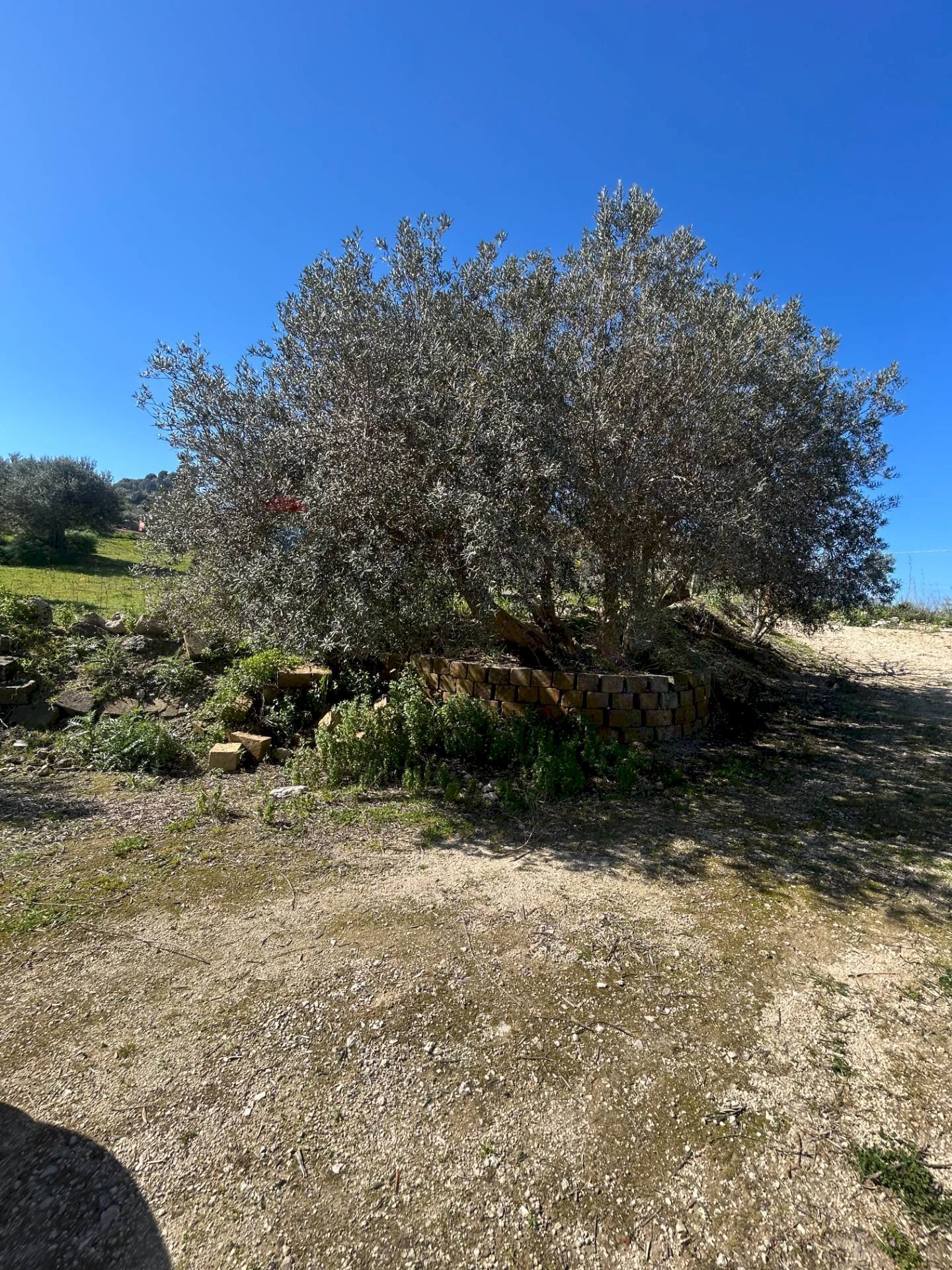 Giardino - Terreno agricolo Contrada Gulfi, Caltanissetta - foto 1