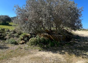 Giardino - Agricultural land Contrada Gulfi, Caltanissetta - photo 1
