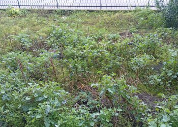 Giardino - Appartamento VIA DIGA MASETTI
 
1E, Mantova - foto 16