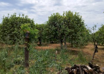 Giardino - Terreno agricolo Noto - foto 25