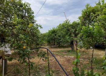 Giardino - Terreno agricolo Noto - foto 28