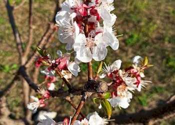 Dettagli - Villa VIA GIOVANNI PASCOLI
 
4, Melilli - foto 27