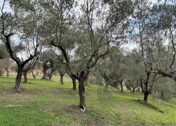 Uliveto - Agricultural land Via Felcio, Ruviano - photo 9
