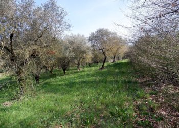 Uliveto - Agricultural land Via Felcio, Ruviano - photo 24