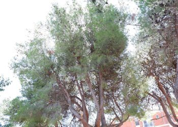 Edificio all\'aperto - Appartamento Via Giuseppe De Falco
 
4, Caserta - foto 65