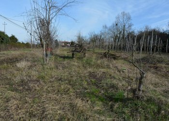 Terreno agricolo - Agricultural land Via Don Orione, Mirano - photo 5