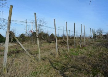 Terreno agricolo - Agricultural land Via Don Orione, Mirano - photo 6