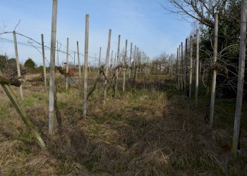 Terreno agricolo - Agricultural land Via Don Orione, Mirano - photo 7