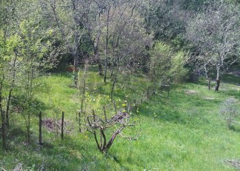 Giardino - Rustico Melizzano - foto 25