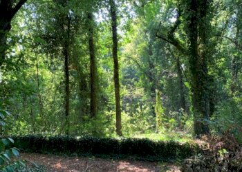 Giardino - Villa Viale adriatico
 
2, Ferrara - foto 12