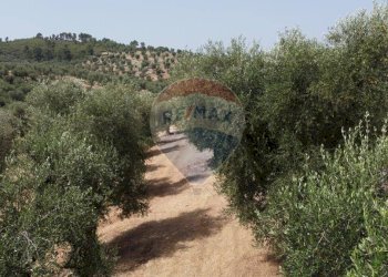 terreno - Terreno agricolo Località' Macerelle, Vieste - foto 2