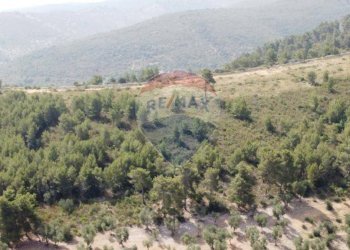 terreno - Terreno agricolo Località' Macerelle, Vieste - foto 3