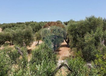 terreno - Terreno agricolo Località' Macerelle, Vieste - foto 4