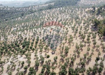 terreno - Terreno agricolo Località' Macerelle, Vieste - foto 7