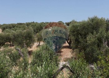 terreno - Terreno agricolo Località' Macerelle, Vieste - foto 12