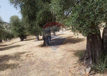 terreno - Terreno agricolo Località' Macerelle, Vieste - foto 17