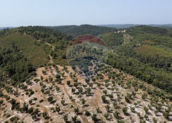 terreno - Terreno agricolo Località' Macerelle, Vieste - foto 19