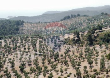 terreno - Terreno agricolo Località' Macerelle, Vieste - foto 28