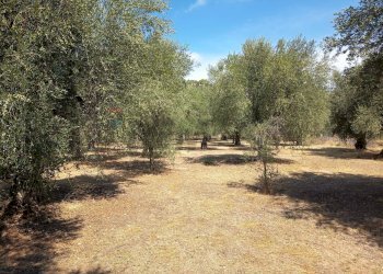 Giardino - Villa Località Santa Maria di Merino
 
3, Vieste - foto 22