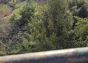 Foto 84 - Villa Piazza Perticari
 
1, San Costanzo - foto 84