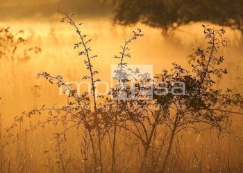 Foto 14 - Trilocale Castelcucco - foto 14