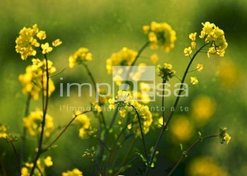 Foto 13 - Quadrilocale Castelcucco - foto 13