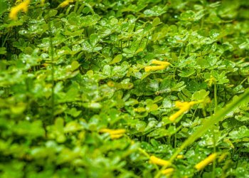 Giardino - Building land SS 291 della Nurra
snc, Sassari - photo 16