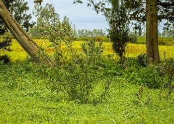 Giardino - Building land SS 291 della Nurra
snc, Sassari - photo 18
