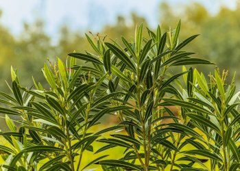 Dettagli - Building land SS 291 della Nurra
snc, Sassari - photo 29