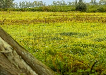 Giardino - Building land SS 291 della Nurra
snc, Sassari - photo 31