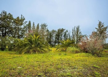 Giardino - Building land SS 291 della Nurra
snc, Sassari - photo 32