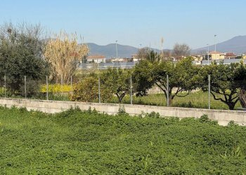 Giardino - Terreno agricolo Vicolo Girone
 
5, Francolise - foto 4