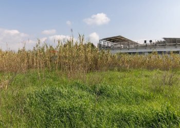 Giardino - Terreno edificabile VIA VIRGILIO
SNC, Ardea - foto 5