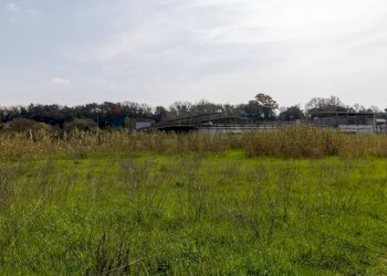 Giardino - Terreno edificabile VIA VIRGILIO
SNC, Ardea - foto 6